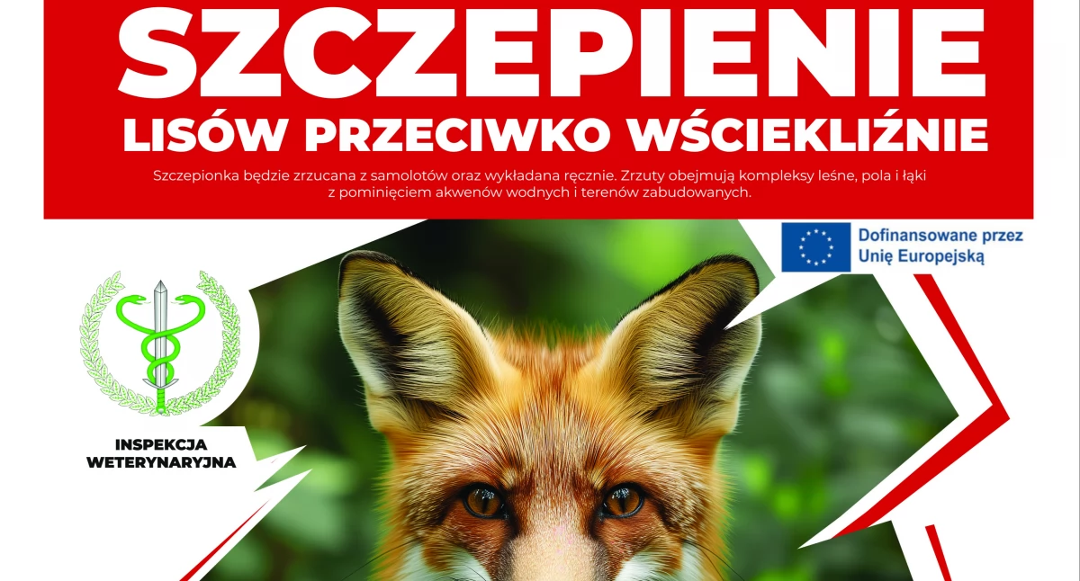 Informacje, września Akcja szczepienia lisów Mazowszu zachowaj ostrożność przestrzegaj zasad - zdjęcie, fotografia