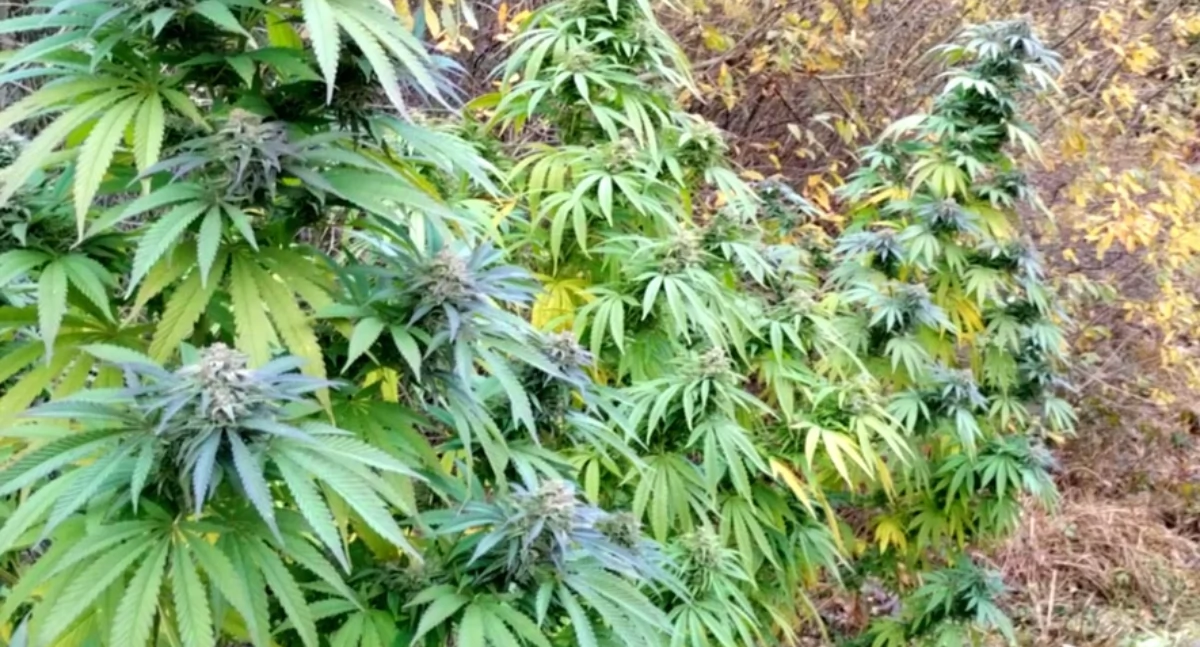 Kronika kryminalna, Marihuana płotem mieszkańca Mierzwic - zdjęcie, fotografia
