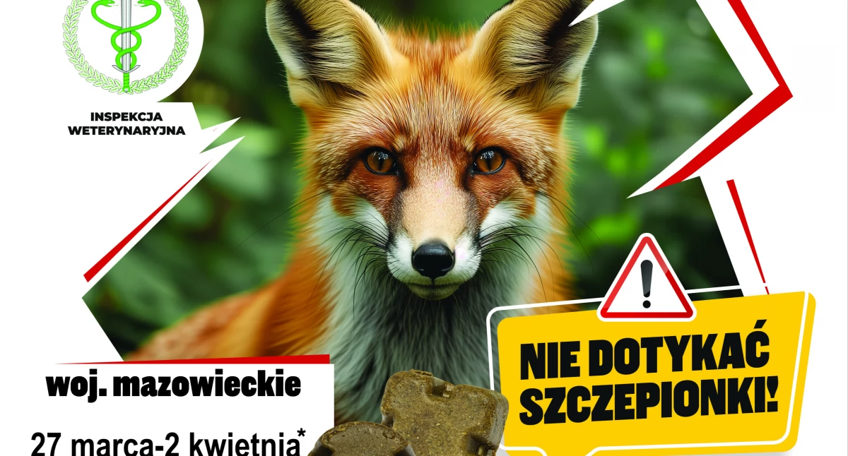 Rolnictwo i leśnictwo, Wiosenna akcja szczepienia lisów terenie województwa mazowieckiego - zdjęcie, fotografia