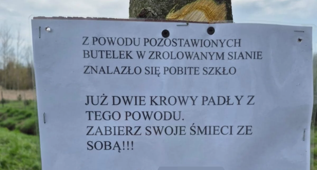 Interwencje i pomoc, Tragiczne skutki zaśmiecania łąki krowy padły zjedzeniu siana szkłem - zdjęcie, fotografia