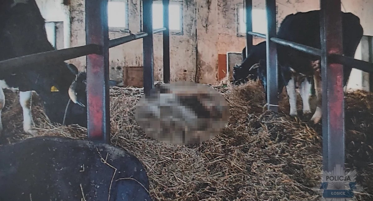 Kronika kryminalna, Dzięki obywatelskiemu zgłoszeniu ujawniono przypadek znęcania bydłem Właściciel usłyszał zarzuty - zdjęcie, fotografia