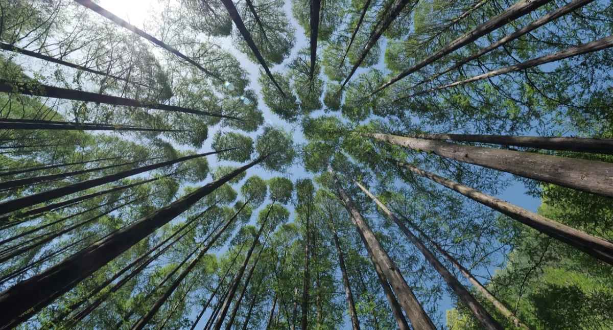 Zapowiedzi wydarzeń , kuchni czyli robią leśnicy patrzy - zdjęcie, fotografia
