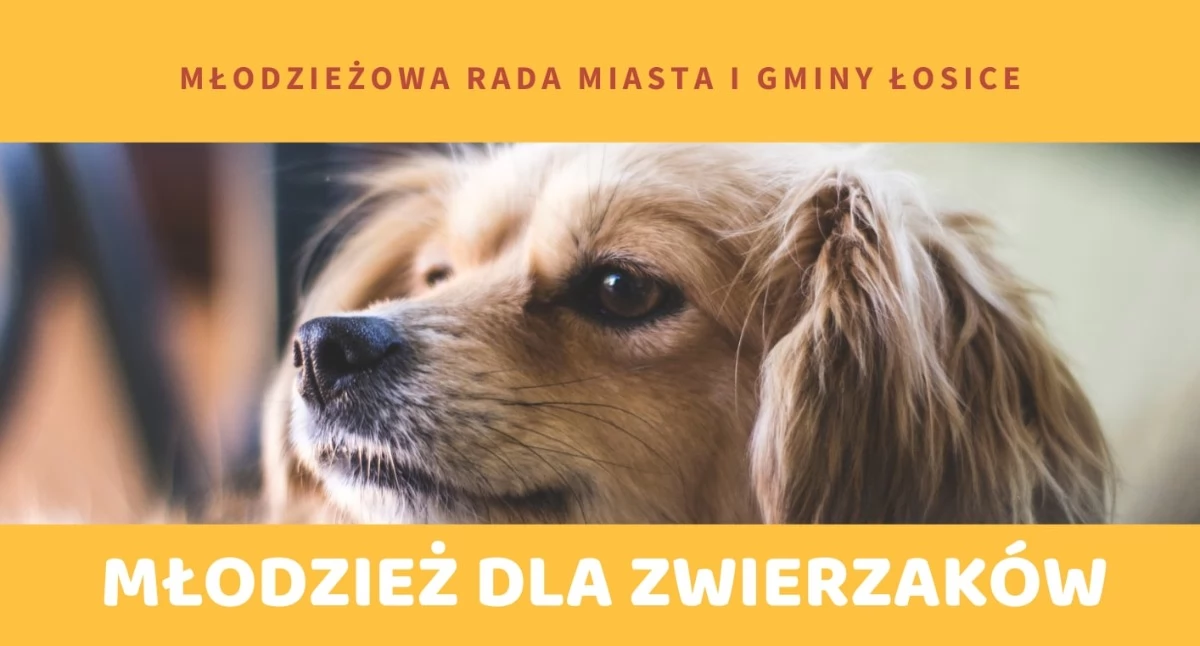 Interwencje i pomoc, Ruszyła akcja „Młodzież zwierzaków” trafią przytuliska Siemiatyczach - zdjęcie, fotografia